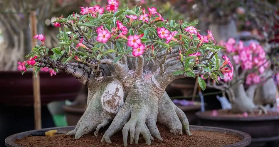 Como cuidar da Rosa do Deserto e ter flores deslumbrantes (O significado de ter essa planta) 1 Como cuidar da Rosa do Deserto e ter flores