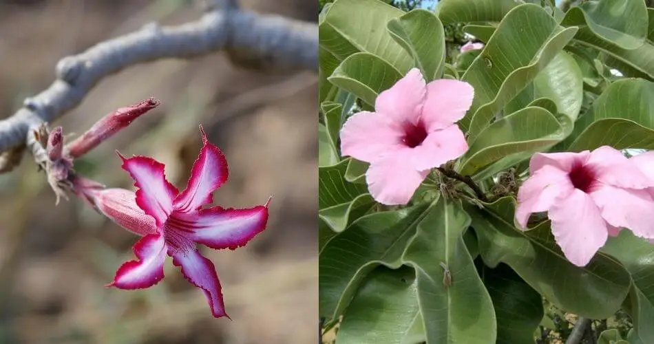 Como cuidar da Rosa do Deserto e ter flores deslumbrantes (O significado de ter essa planta) 3 Adenium multiflorum-Adenium boehmianum