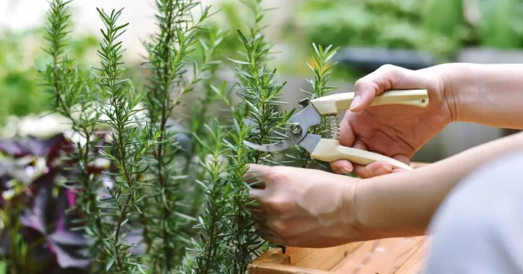 Cultivar alecrim em casa