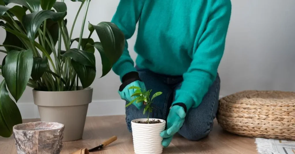 Como trocar a planta do vaso