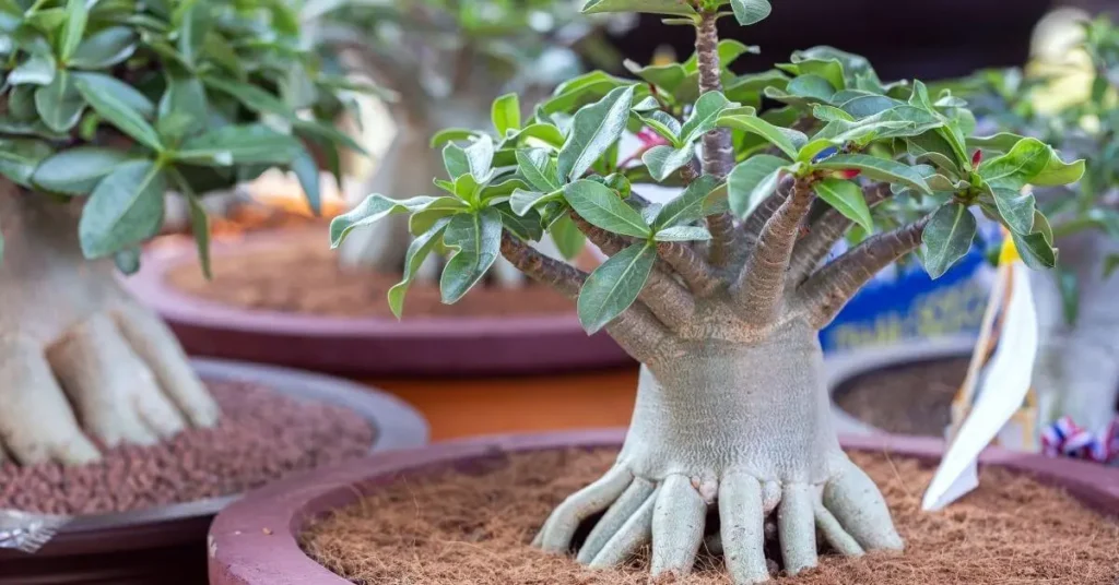 Como cuidar da Rosa do Deserto e ter flores