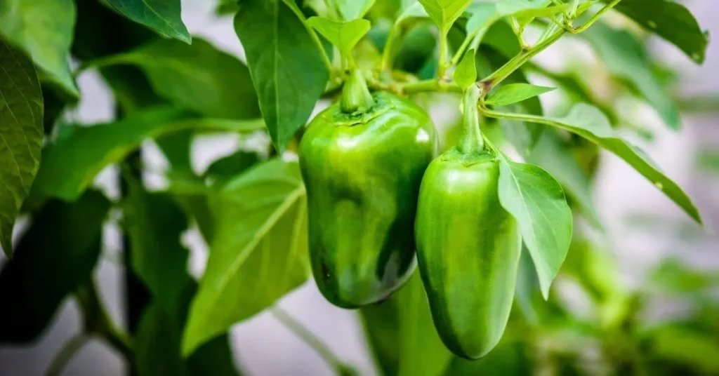 Como cultivar pimentão em casa