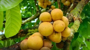 Langsat: a fruta rara com sabor de manga e abacaxi