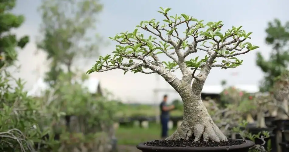 Como cuidar da Rosa do Deserto e ter flores deslumbrantes (O significado de ter essa planta) 2 Como cuidar da Rosa do Deserto