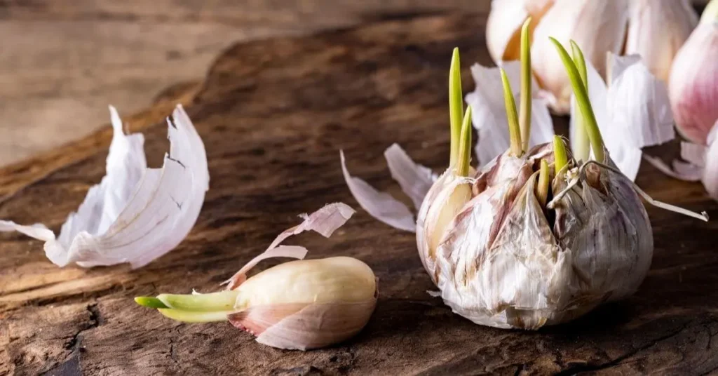 Como cultivar alho em casa