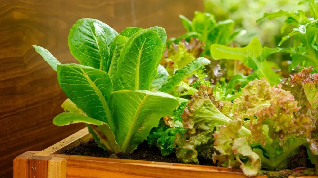 Como montar sua primeira horta: Dicas para cultivar ervas e hortaliças em espaços pequenos